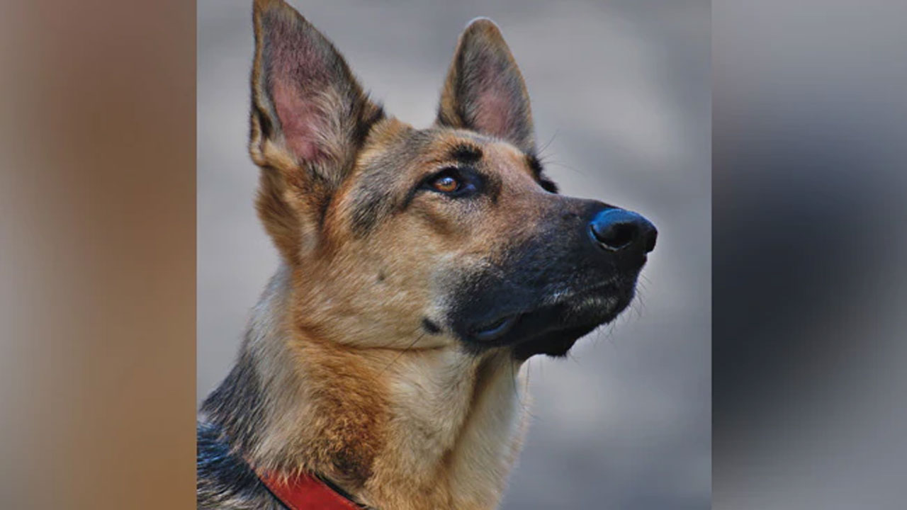 మ‌హిళ‌ను క‌రిచిన పెంపుడు కుక్క.. బాధితురాలికి 2 ల‌క్ష‌ల న‌ష్ట‌ప‌రిహారం