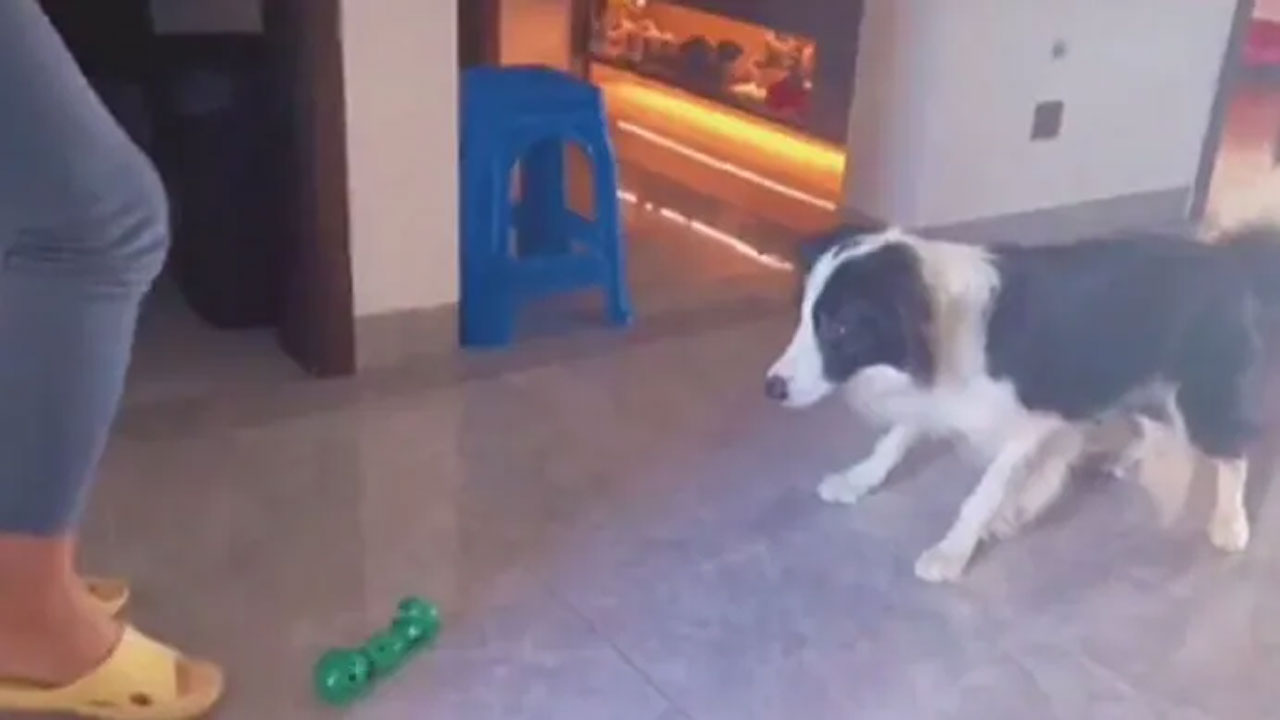 వైర‌ల్ వీడియో : ప‌ర్‌ఫెక్ట్ గోల్‌కీప‌ర్‌కు ఎగ్జాంపుల్‌గా నిలిచిన శున‌కం!