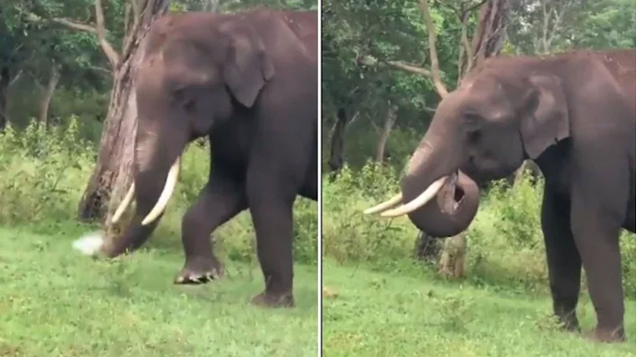 వైర‌ల్ వీడియో : మ‌న నిర్ల‌క్ష్యానికి భారీ మూల్యం చెల్లిస్తున్న వ‌న్య‌ప్రాణులు!