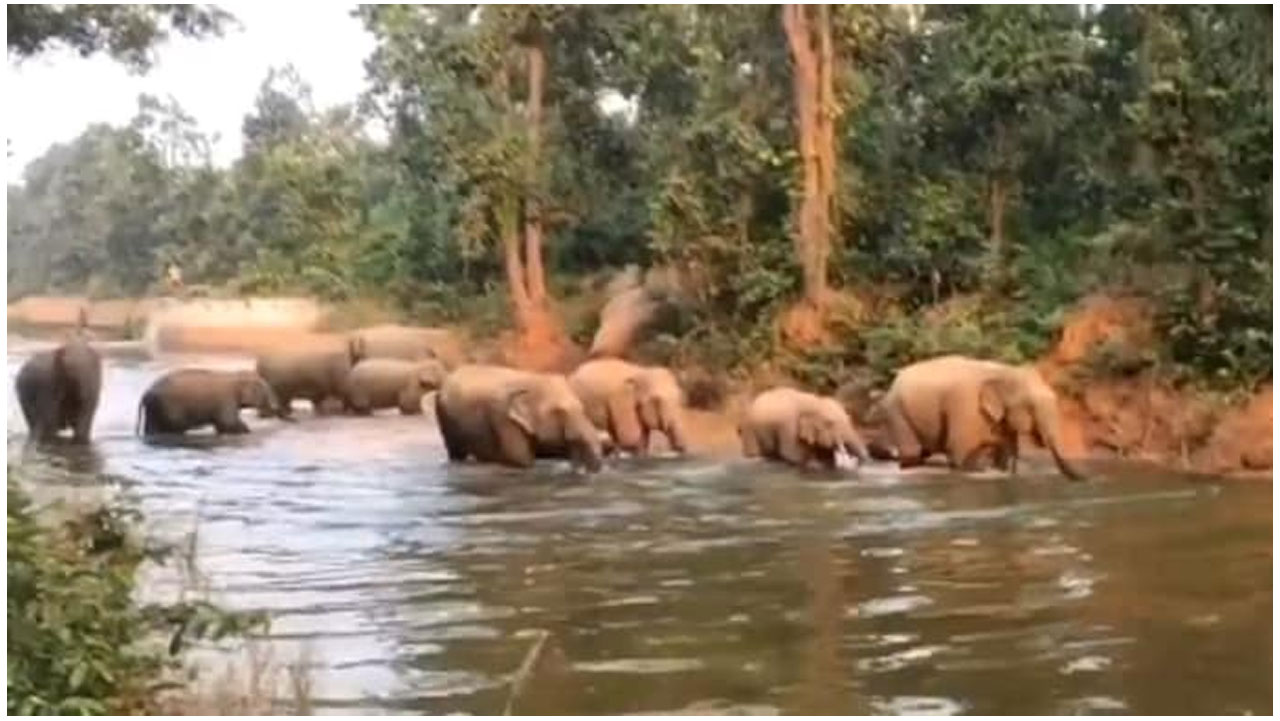 వైర‌ల్ వీడియో : క‌లిసి స్నానం చేస్తూ ఎంజాయ్ చేసిన ఏనుగుల గుంపు