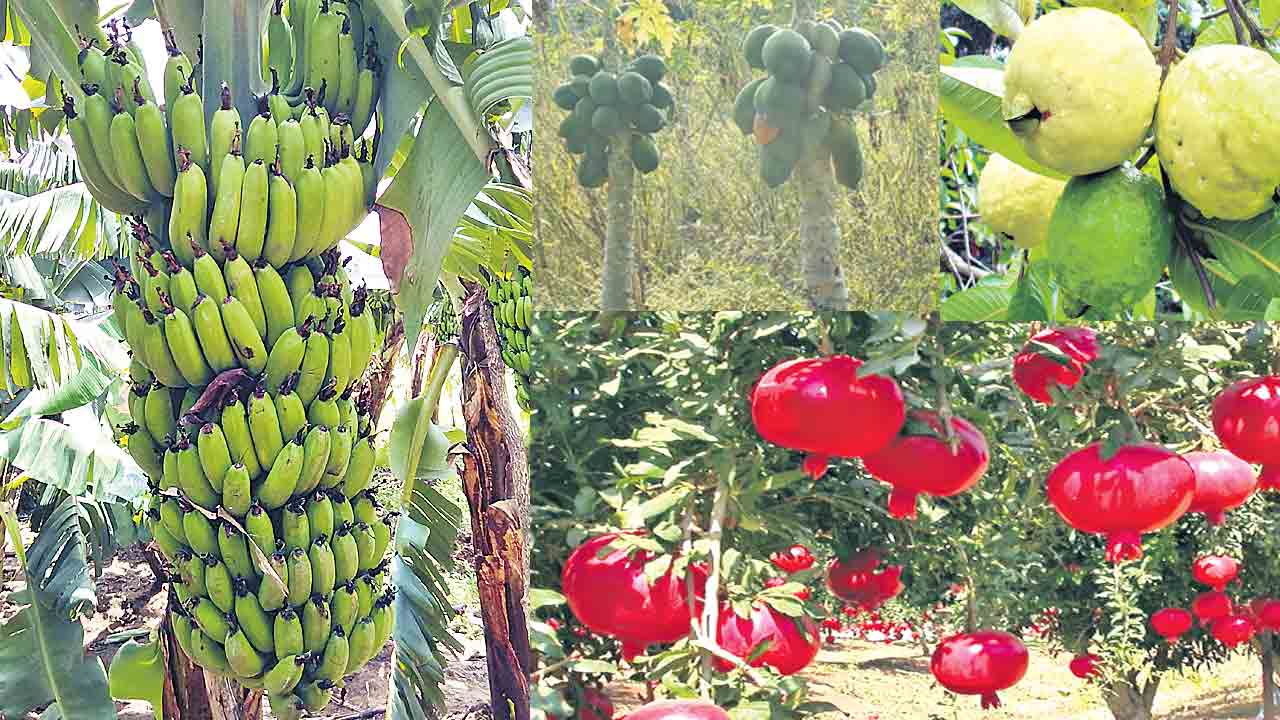 సాగు ఫలవంతం..