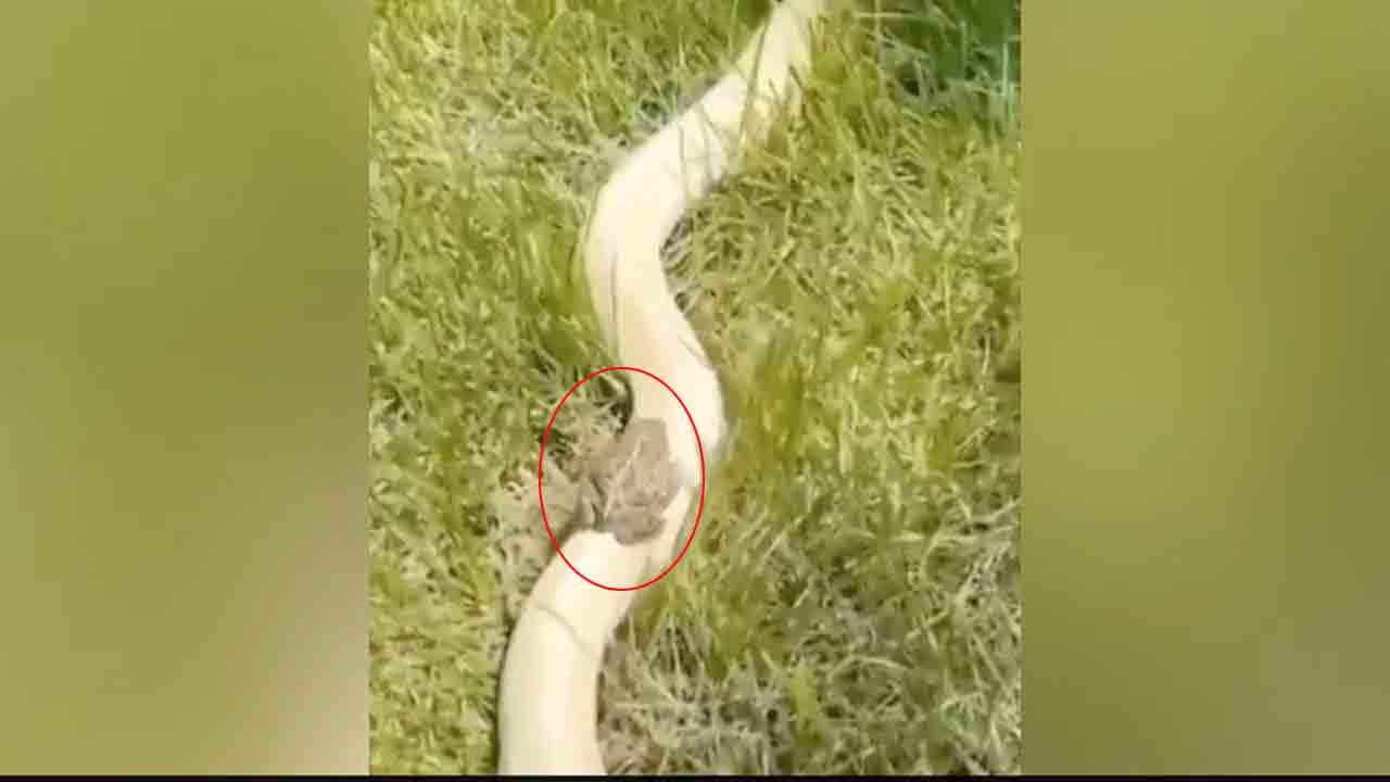 Viral Video | పాముపై క‌ప్ప జారుడు చూశారా..