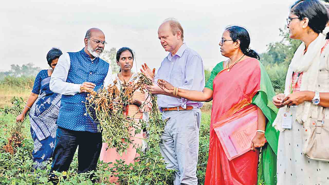 తెలంగాణకు స్పెషల్‌ పల్లీ