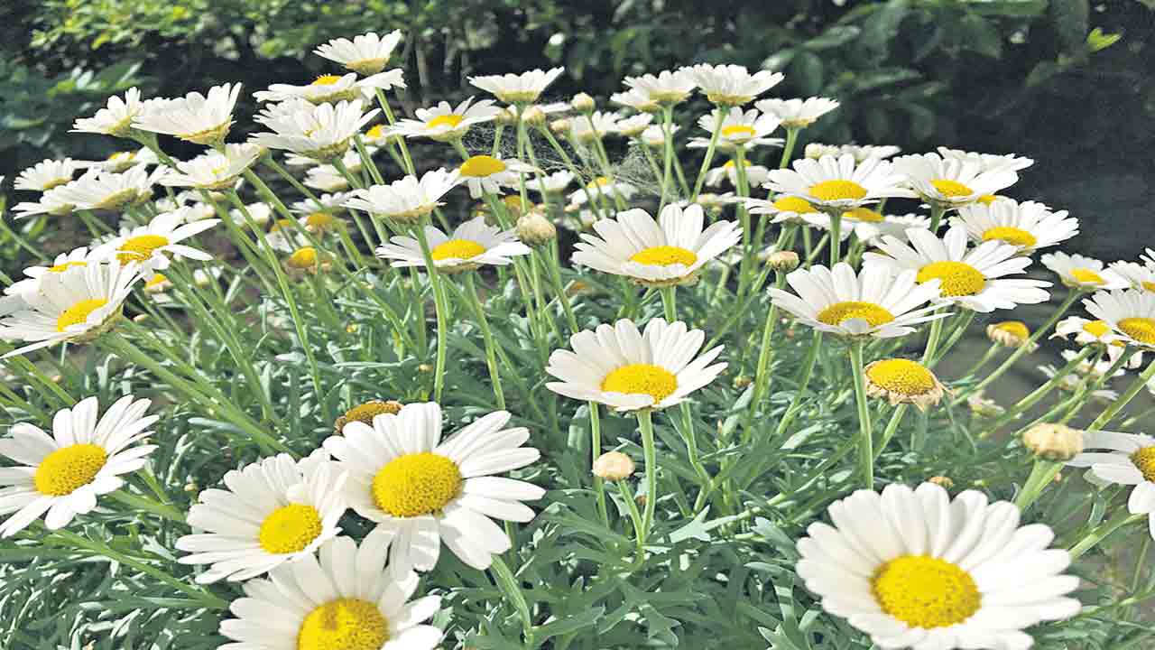 ప్రేమ విత్తనాలు