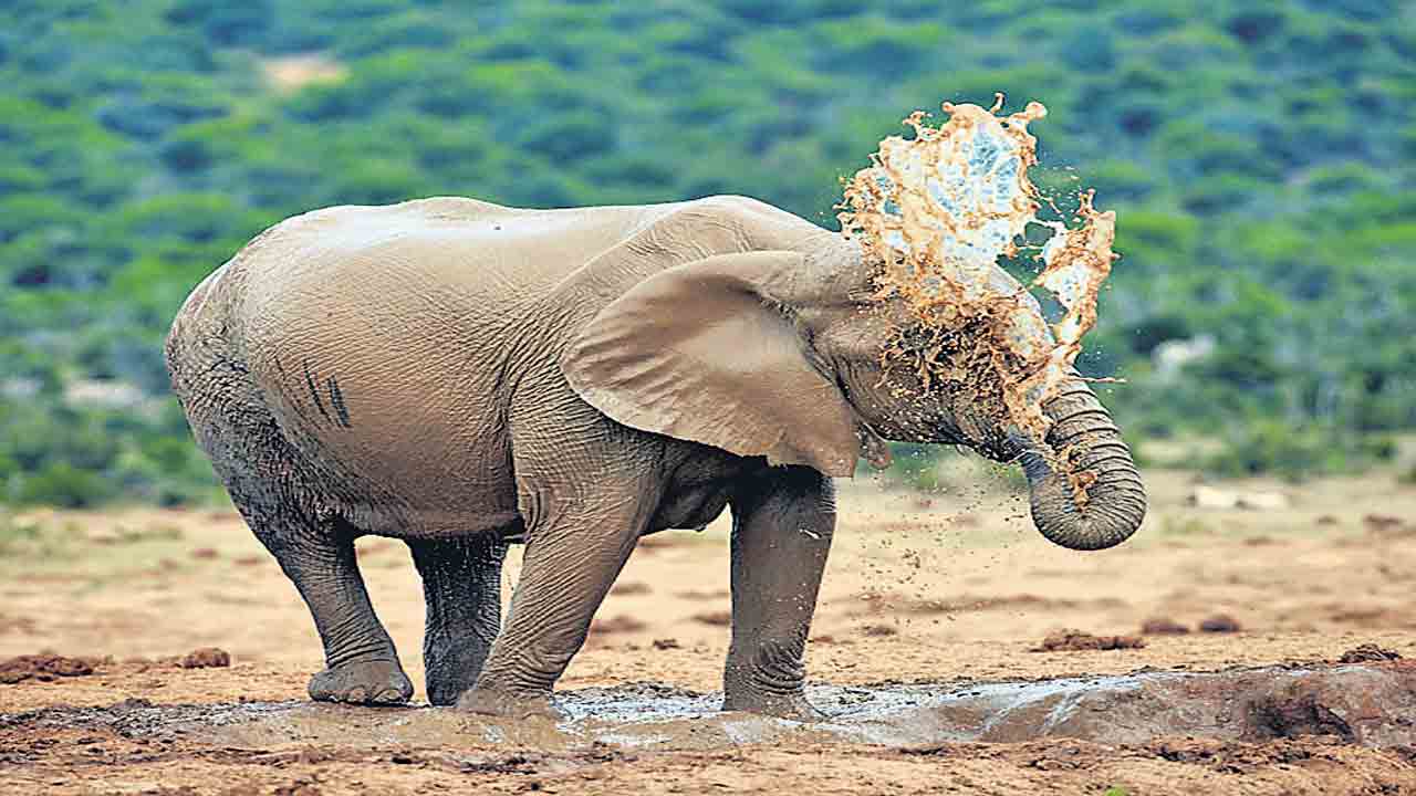 గజస్నానం