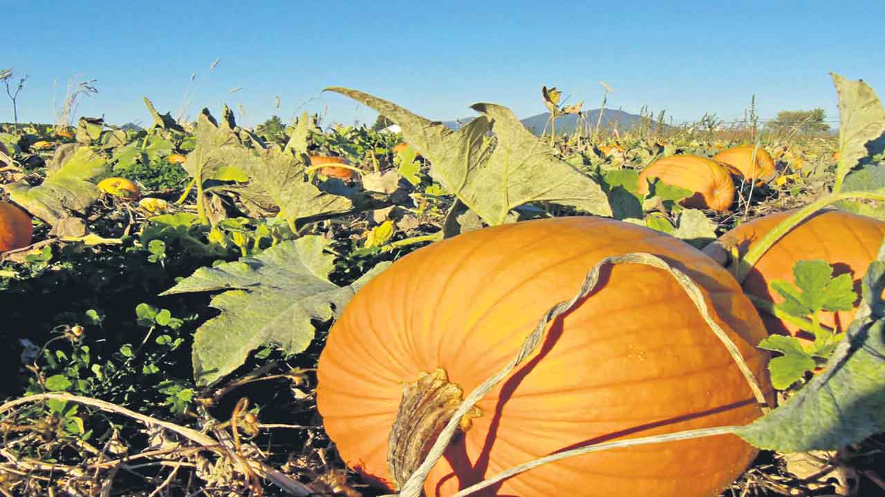 గుమ్మడి కూర