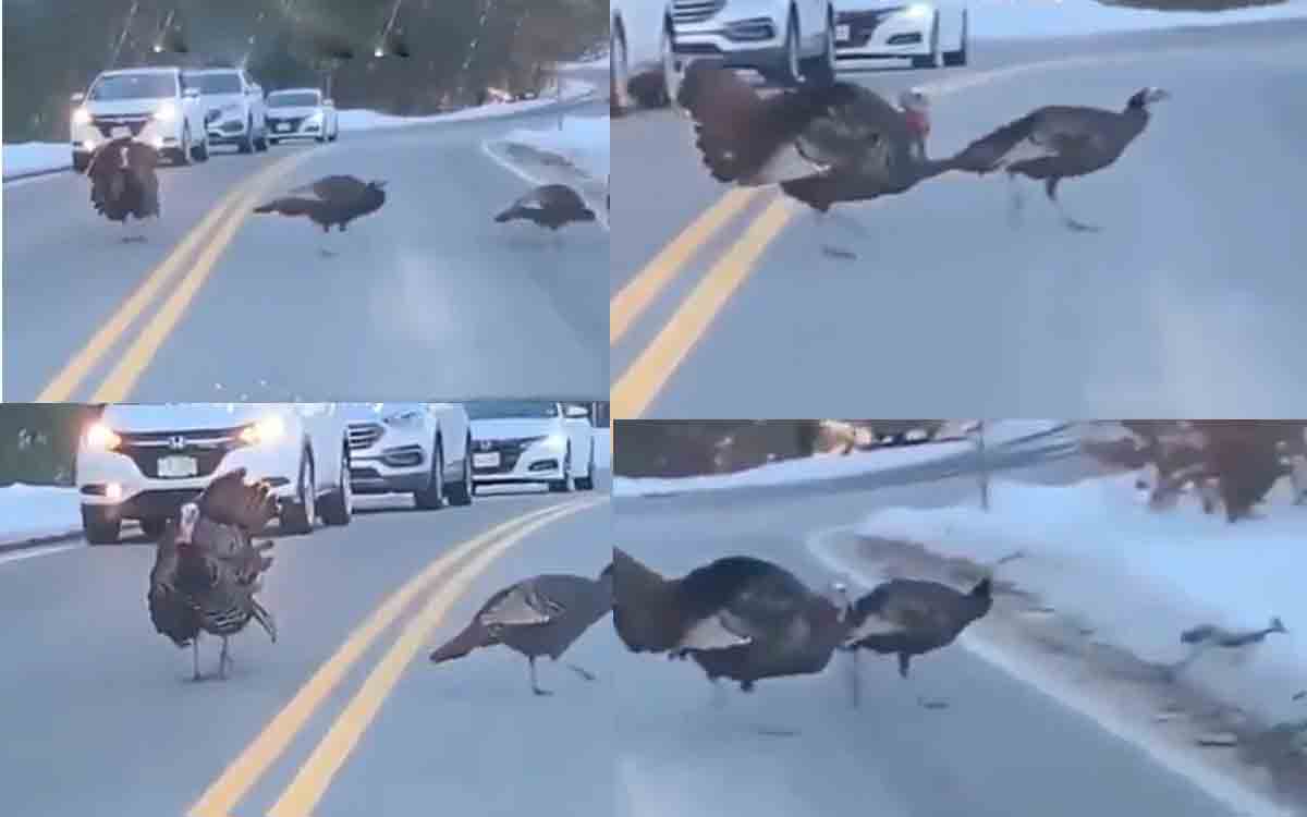 Harsh Goenka | లీడర్‌షిప్‌ అంటే ఇది.. వీడియో షేర్‌ చేసిన హర్ష గోయెంకా..!