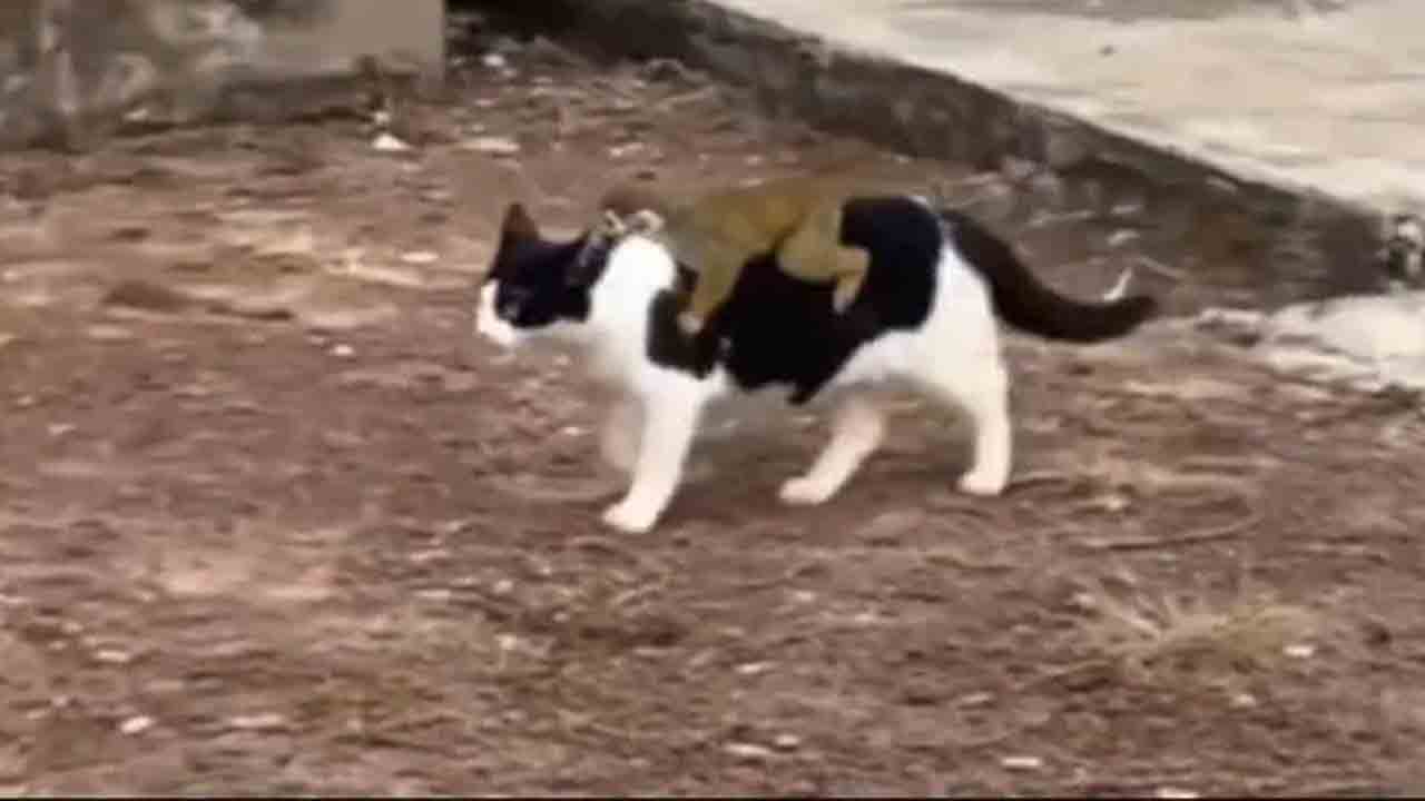 పిల్ల‌ కోతిని మోసుకెళ్లిన పిల్లి.. వీడియో చూశారా..?