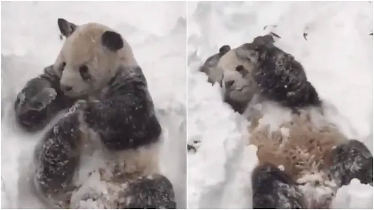 వైర‌ల్ వీడియో : మంచులో పాండా గేమ్స్‌కు నెటిజ‌న్లు ఫిదా