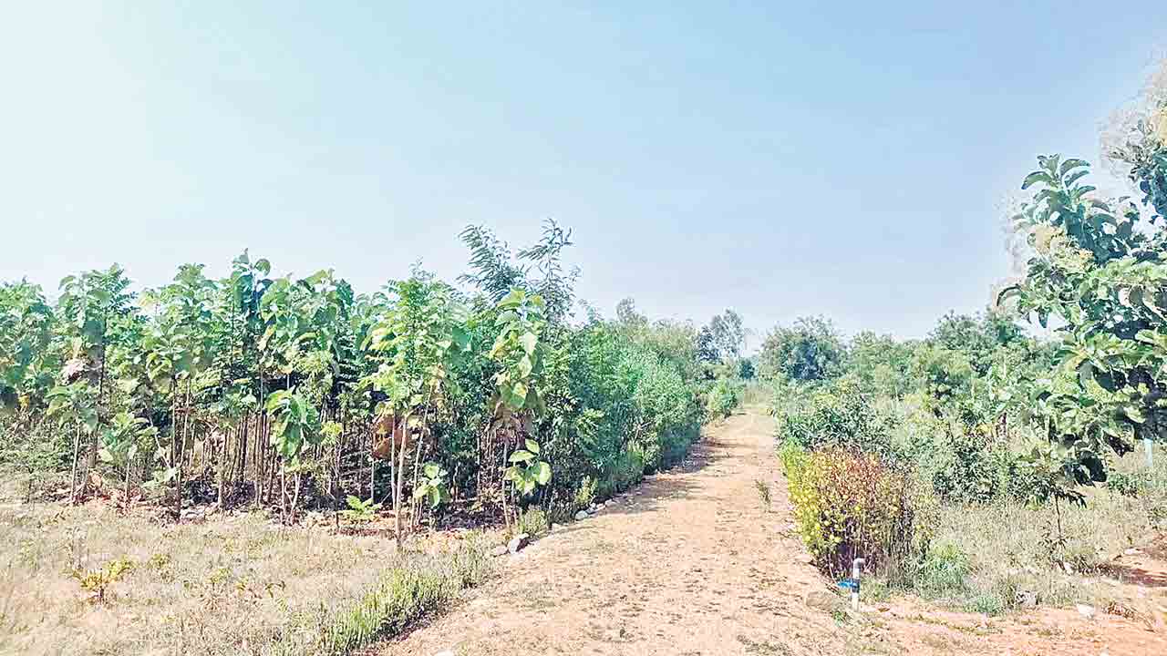 చిట్టడవుల్లా బృహత్‌ వనాలు