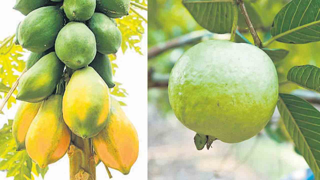 ఉద్యాన వనాలకు ప్రోత్సాహం