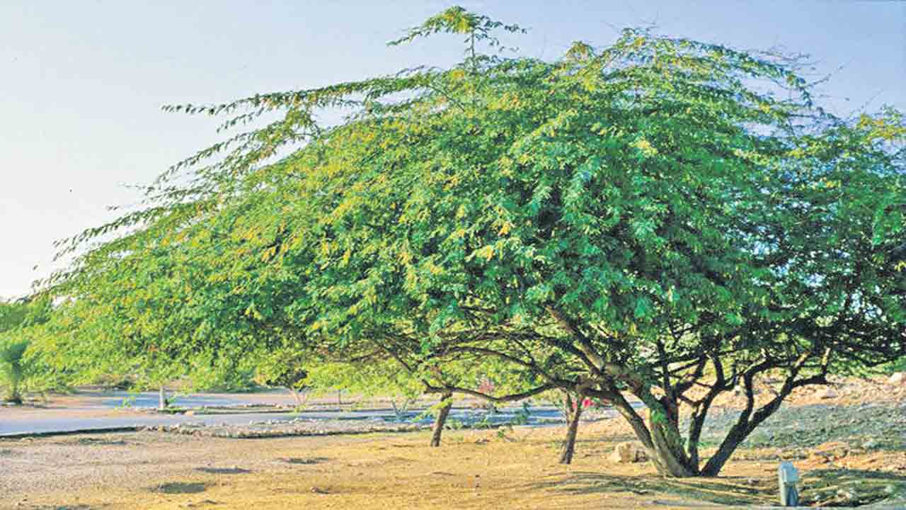 తుమ్మకొమ్మల నీడలు