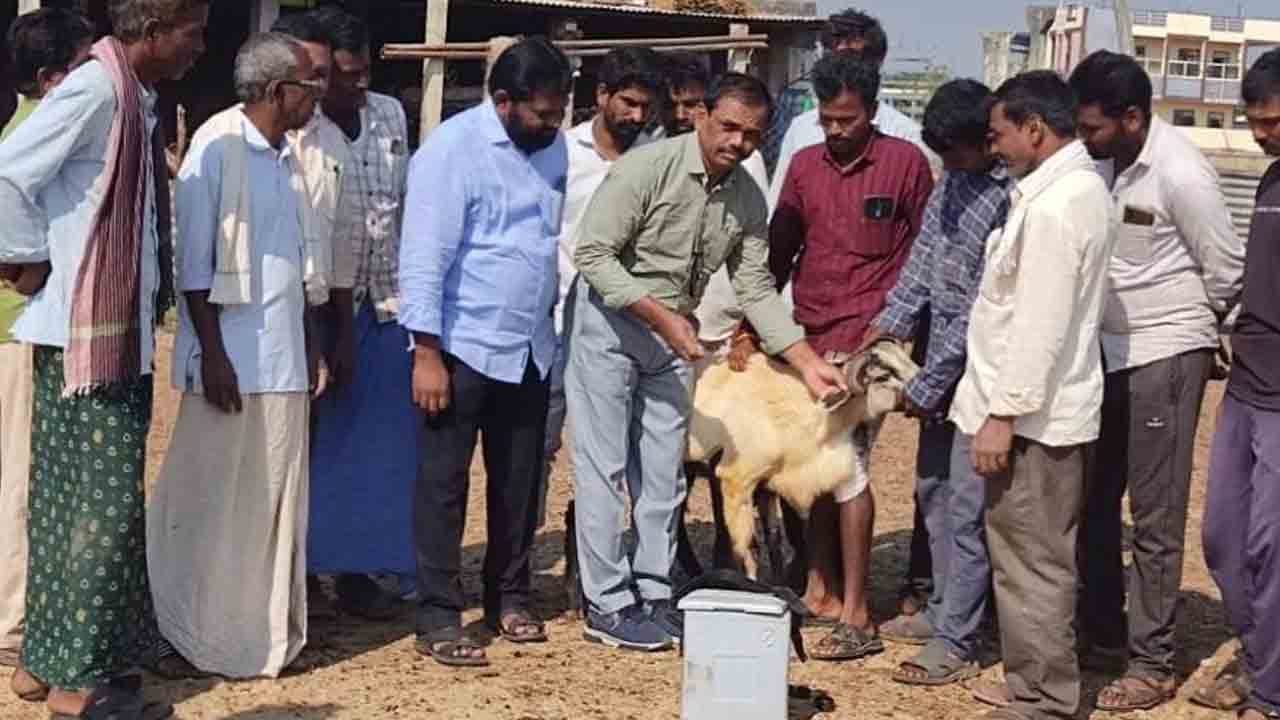 పశు సంపద పెంచేందుకు సర్కారు కృషి