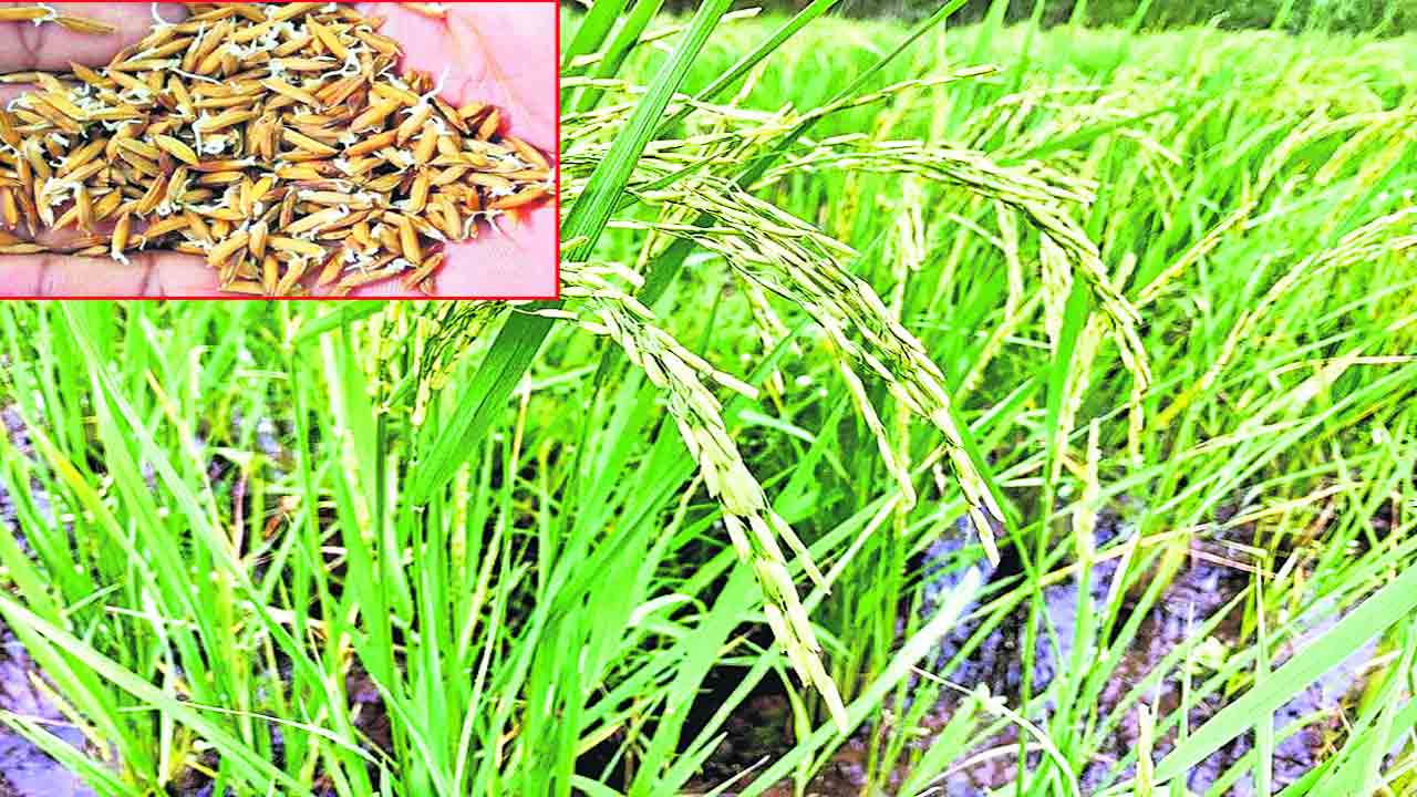 నకిలీపై కొరడా