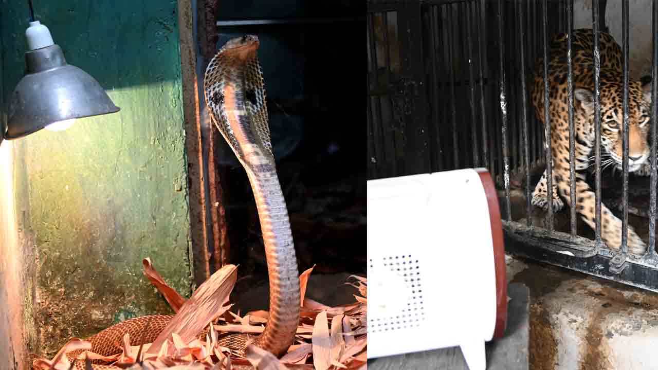 జూపార్క్‌లో వెచ్చని ఏర్పాట్లు