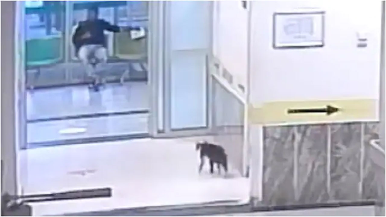 వైర‌ల్ వీడియో : గాయ‌ప‌డిన పిల్లి నేరుగా ఆస్ప‌త్రికి వెళ్లి..ఆపై..!