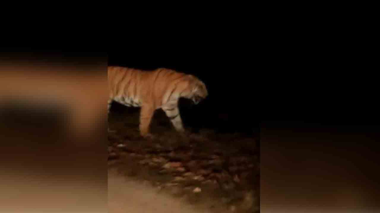 ఆదిలాబాద్ జిల్లాలో మళ్లీ పులి కలకలం