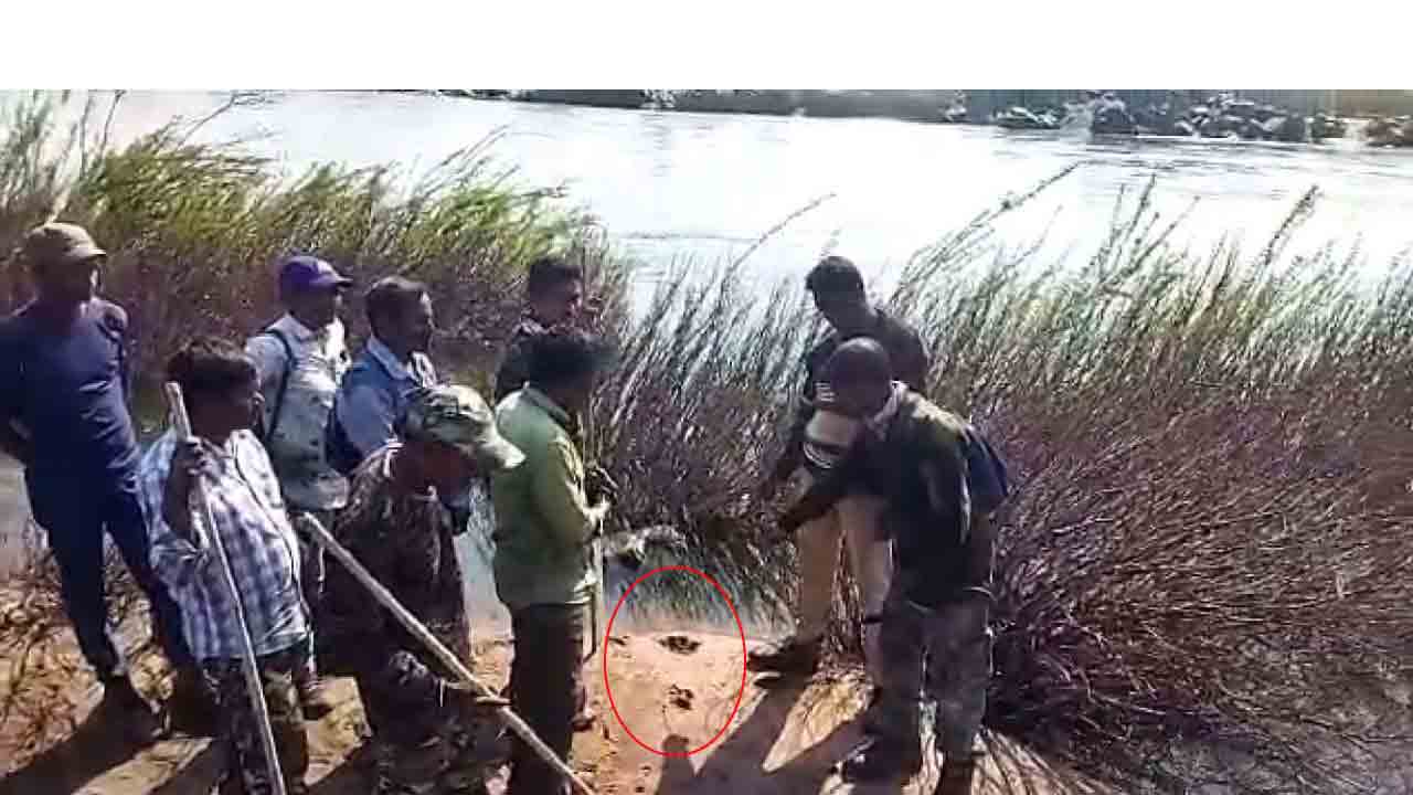 ప్రాణహిత దాటిన పులి.. పాదముద్రలు గుర్తించిన అధికారులు