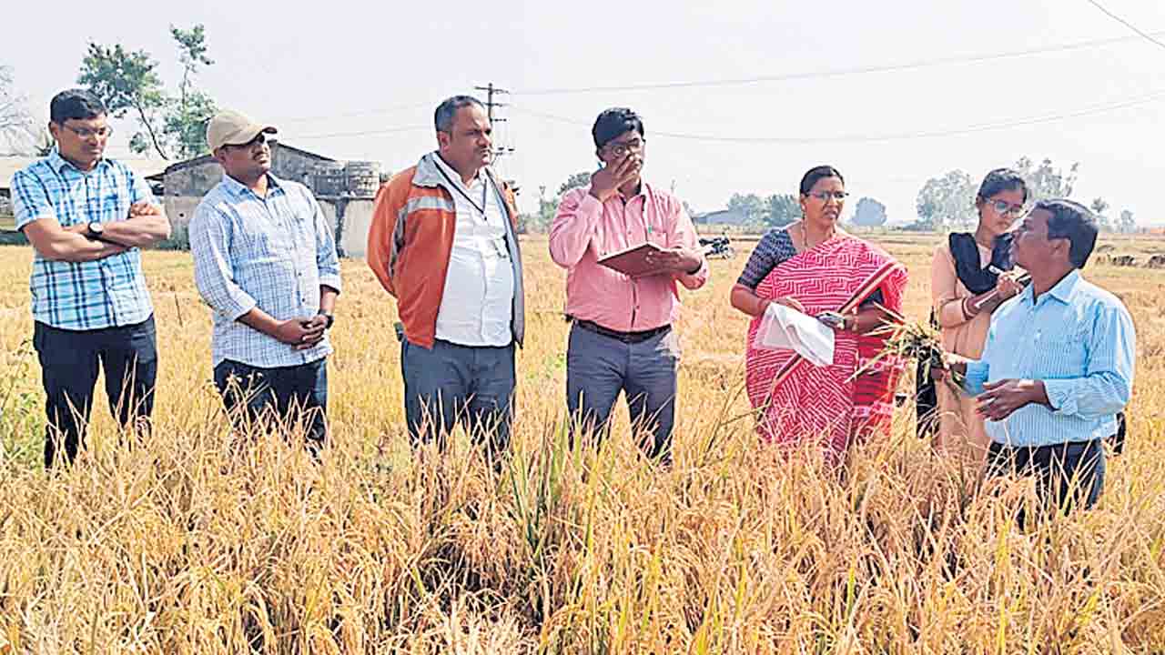 వరి పంటను పరిశీలించిన శాస్త్రవేత్తలు