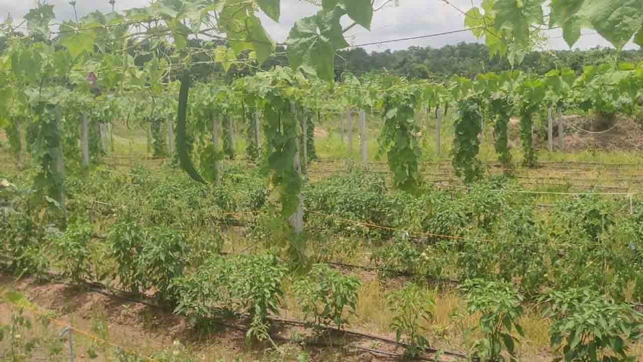 లాభాల పందిరి
