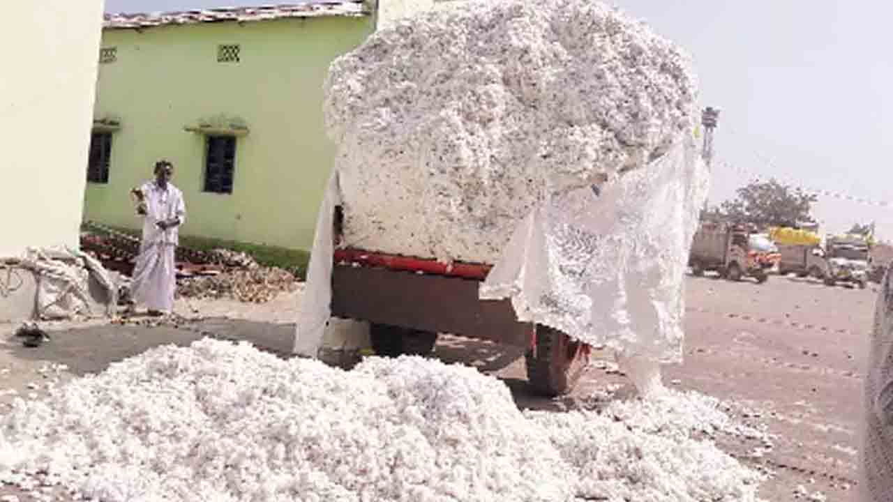 సిరుల పంట