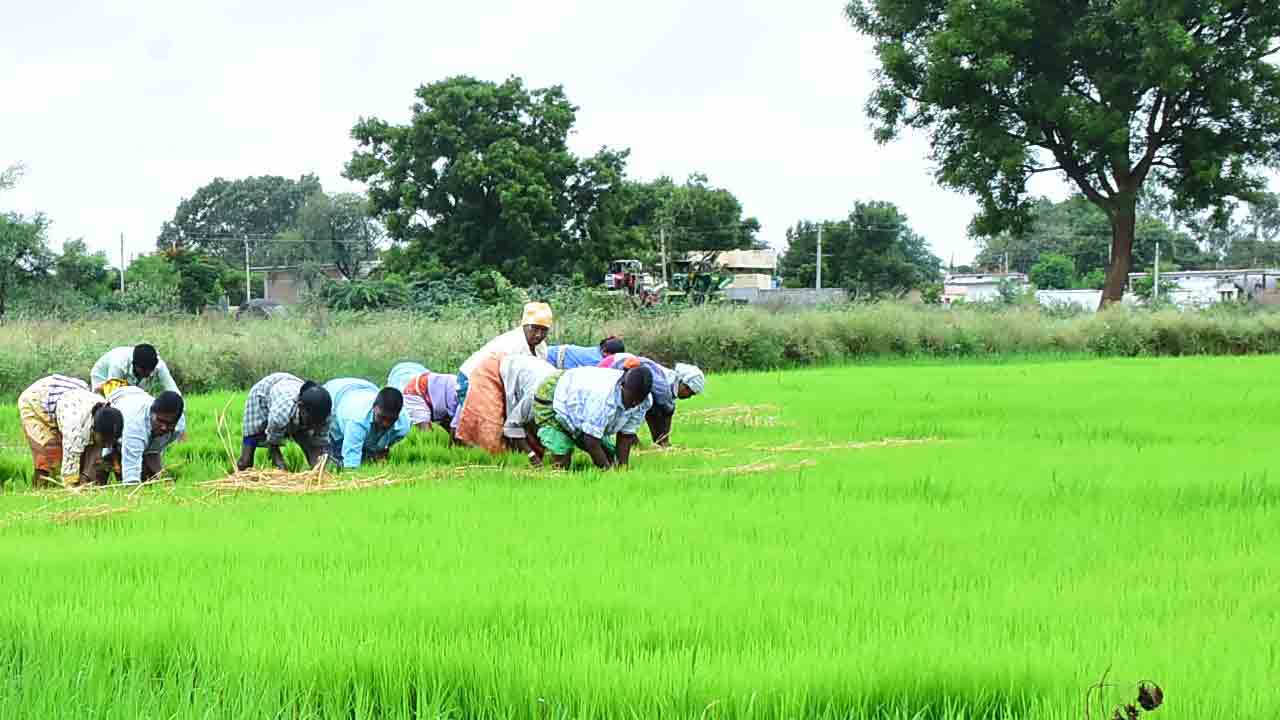 అర మీటర్‌ లోతునే నీళ్లు