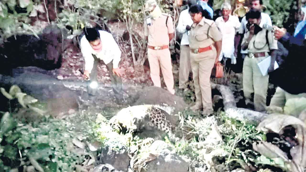 చిరుత మృతి