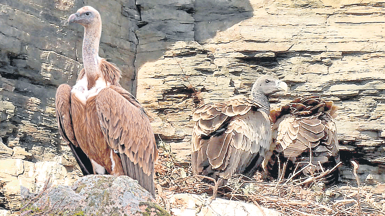 తిరిగొస్తున్న రాబందులు