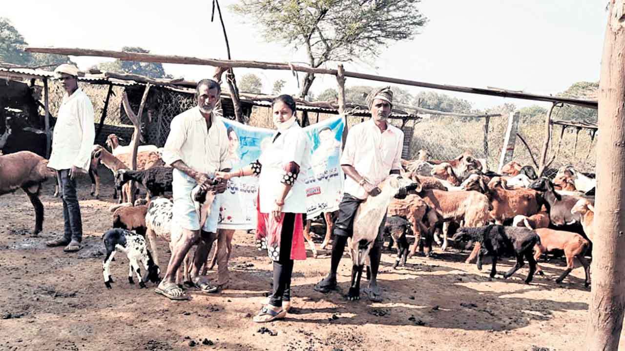 జీవాల పెంపకం దారులకు సర్కార్‌ భరోసా