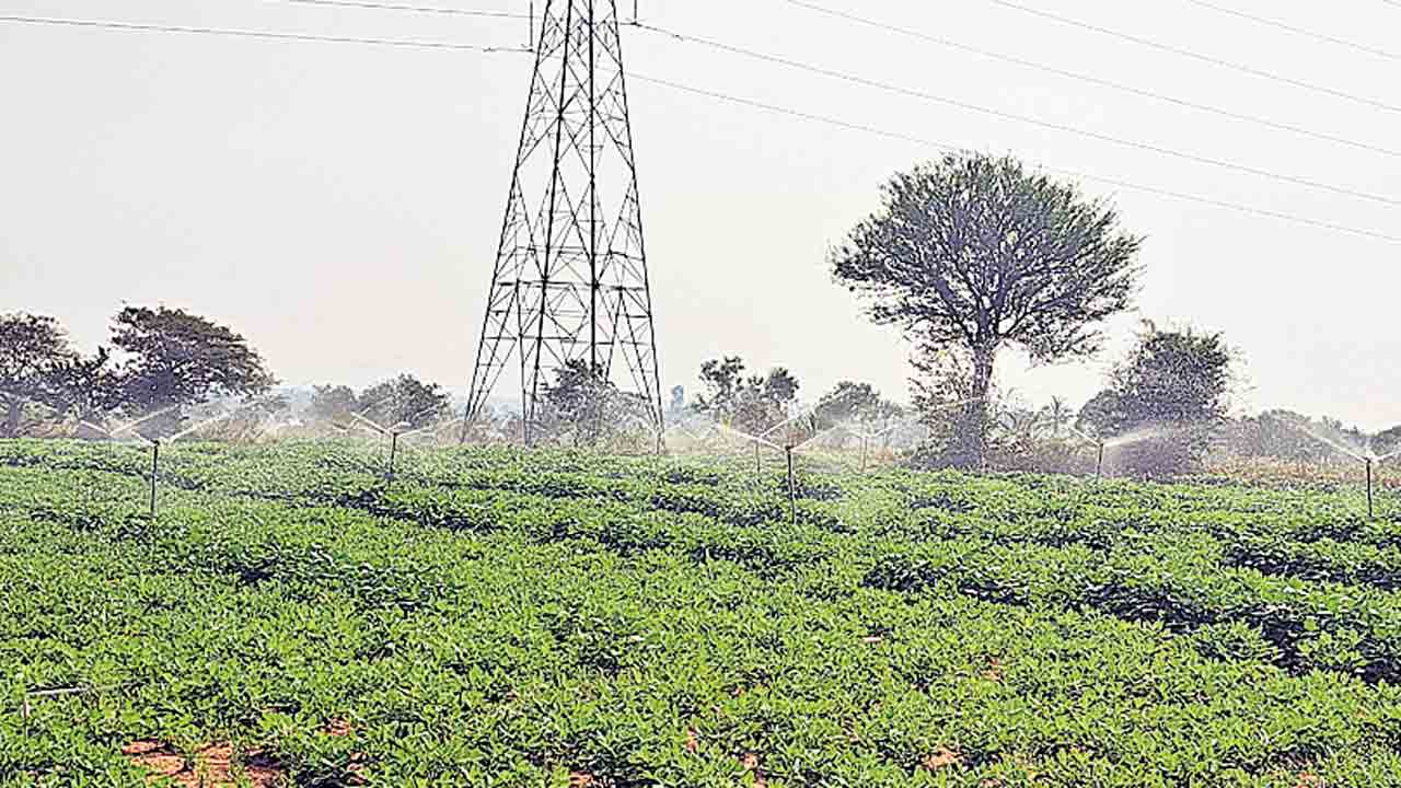రికార్డు స్థాయిలో వేరుశనగ సాగు