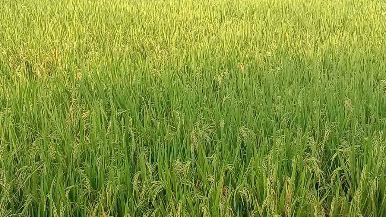 సిరుల ధాన్యం
