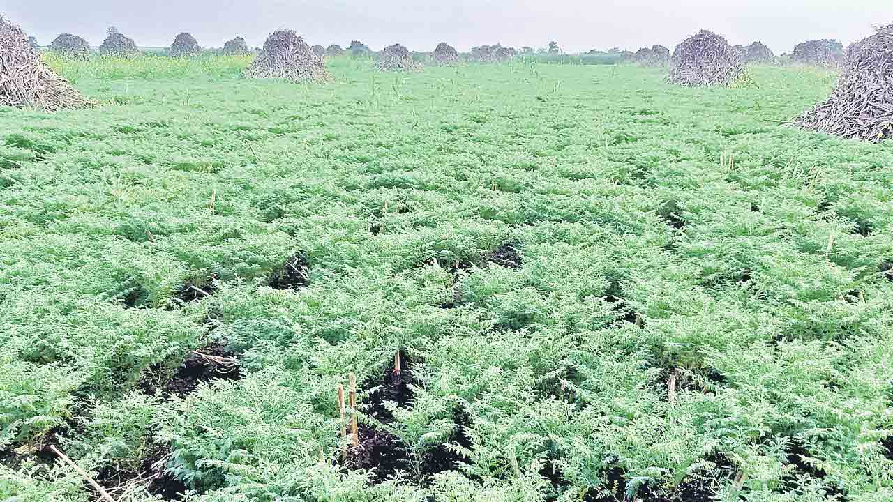 ఆశాజనకంగా శనగ