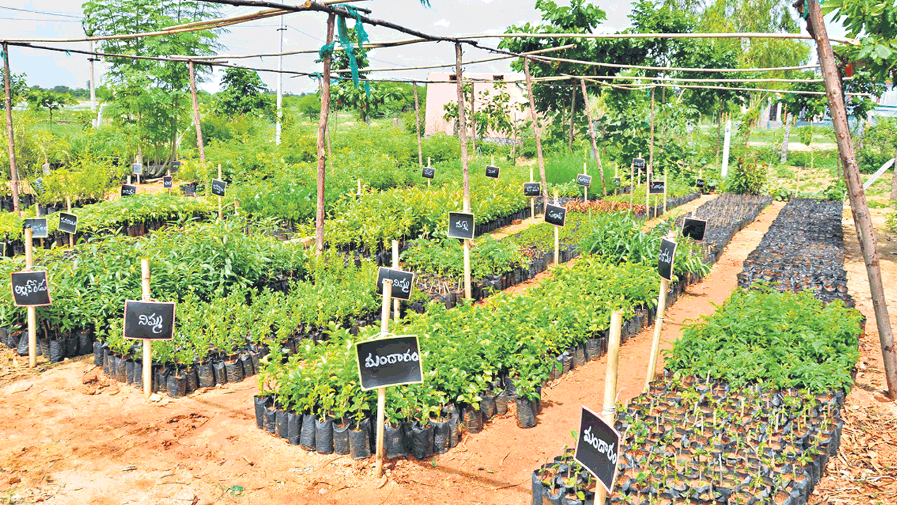 వచ్చే ఏడాది హరితహారంలో 65 లక్షల మొక్కలు నాటడమే లక్ష్యం