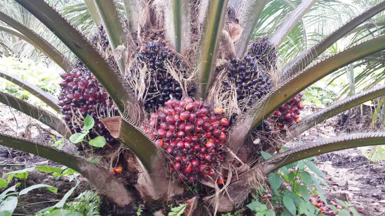 ఆదాయ వనరు ఆయిల్ పామ్