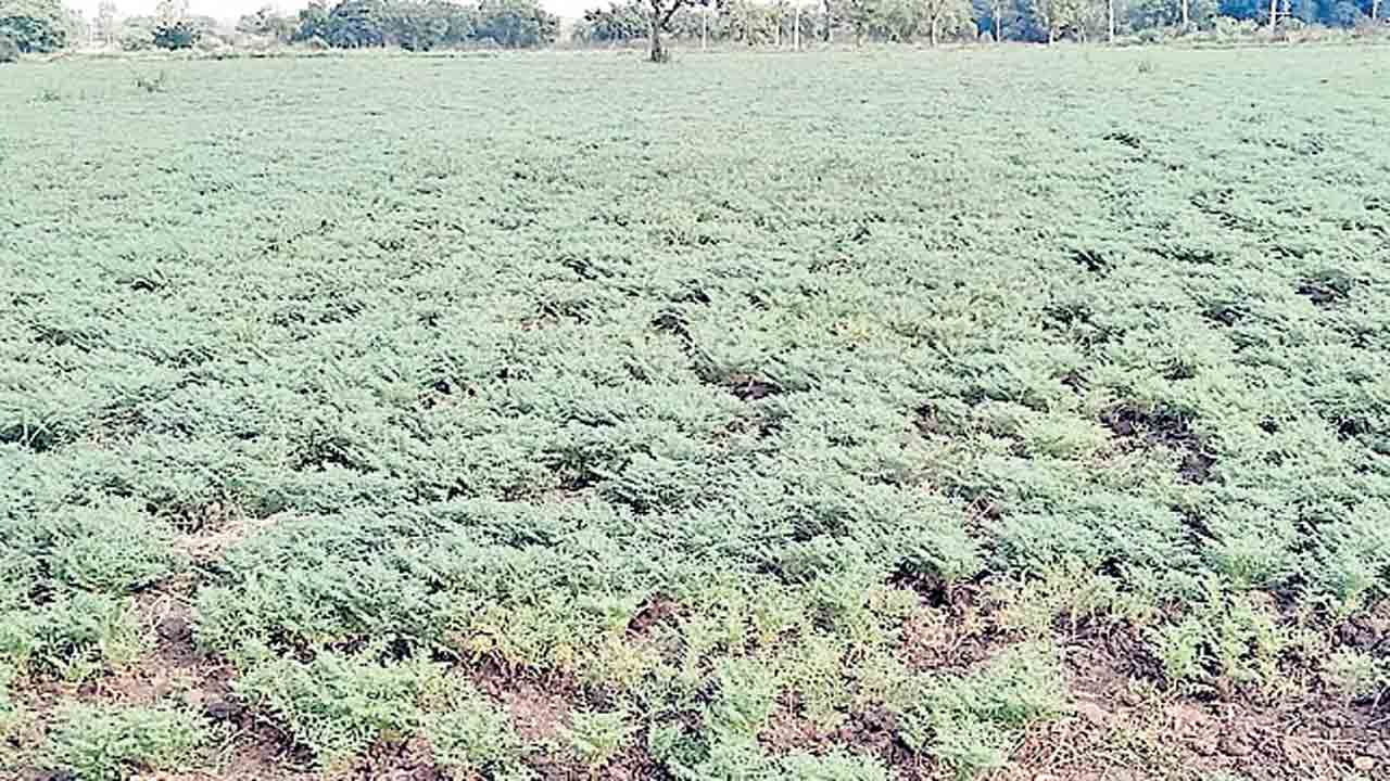 సస్యరక్షణతో అధిక దిగుబడులు