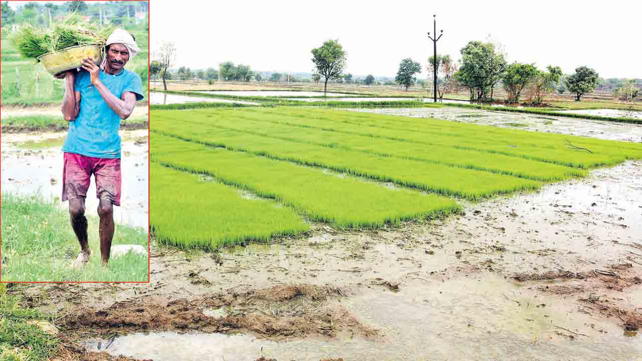 నారు దశ.. జాగ్రత్తలే రక్ష