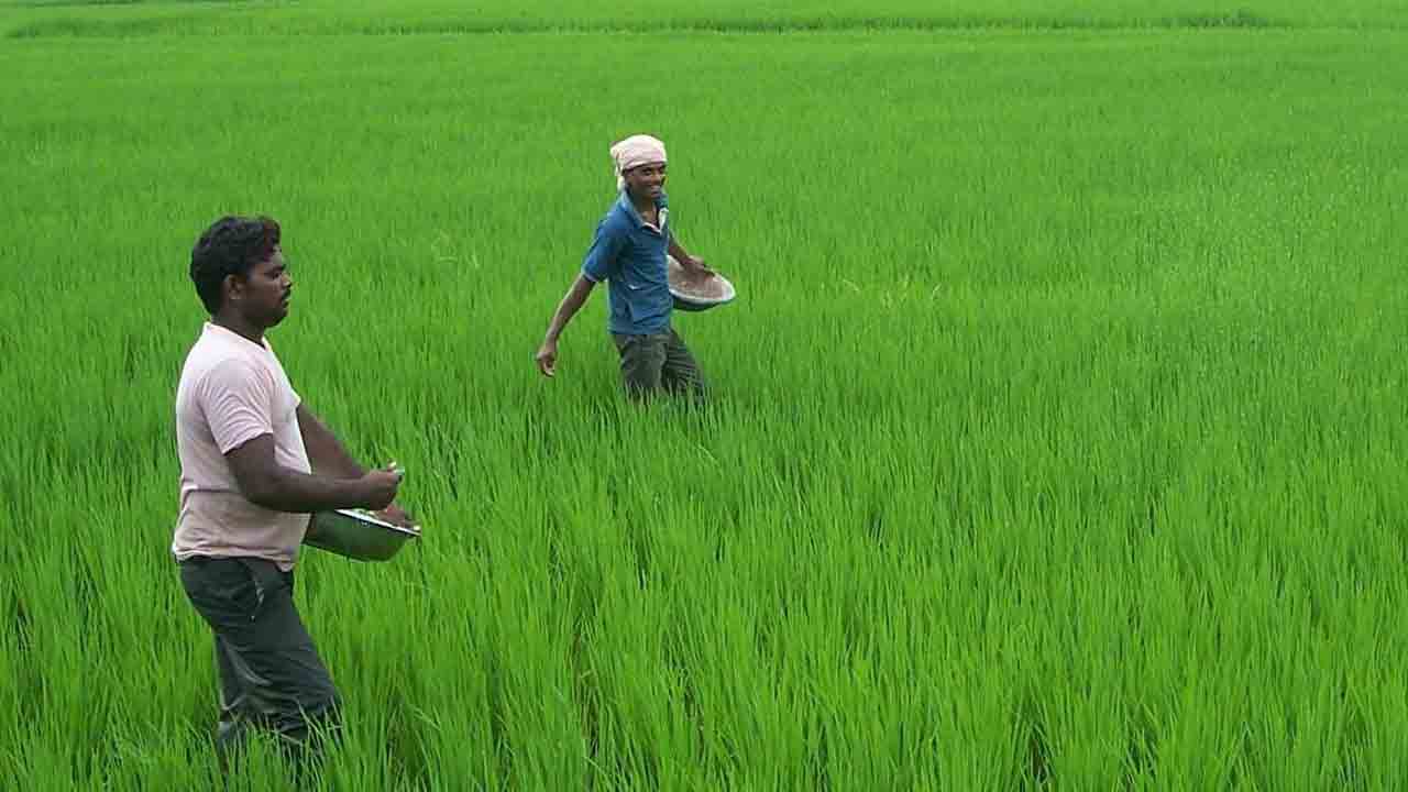 కలుపు నివారణతో అధిక దిగుబడి