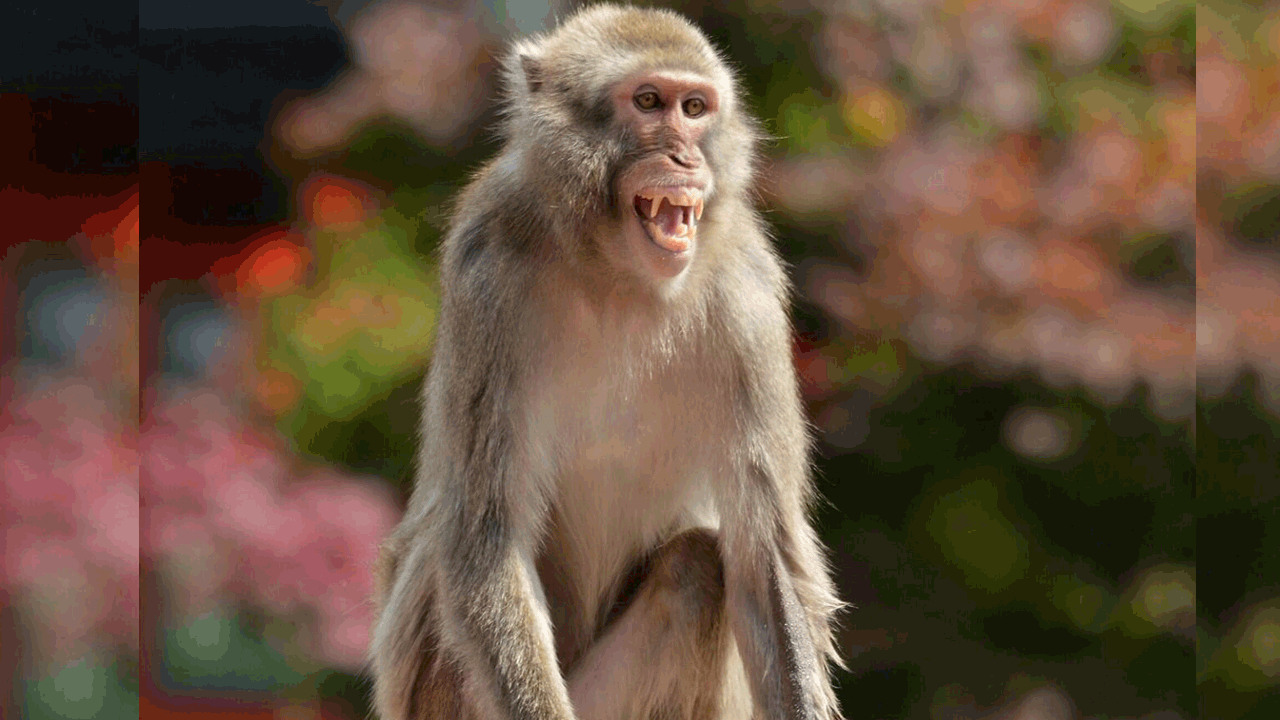 3 నెలల పసిబిడ్డ ప్రాణం తీసిన కోతి