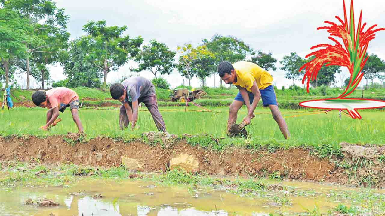 వరికే మొగ్గు.. యాసంగికి రైతులు సన్నద్ధం