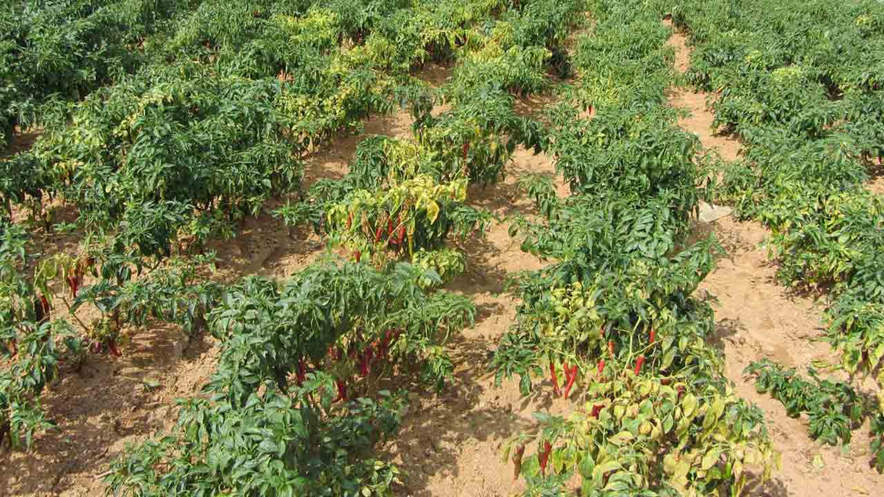 మిరప తెగుళ్లు నివారించండిలా..