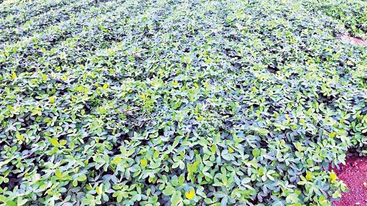 పల్లి పంట.. సిరిలు ఇంట