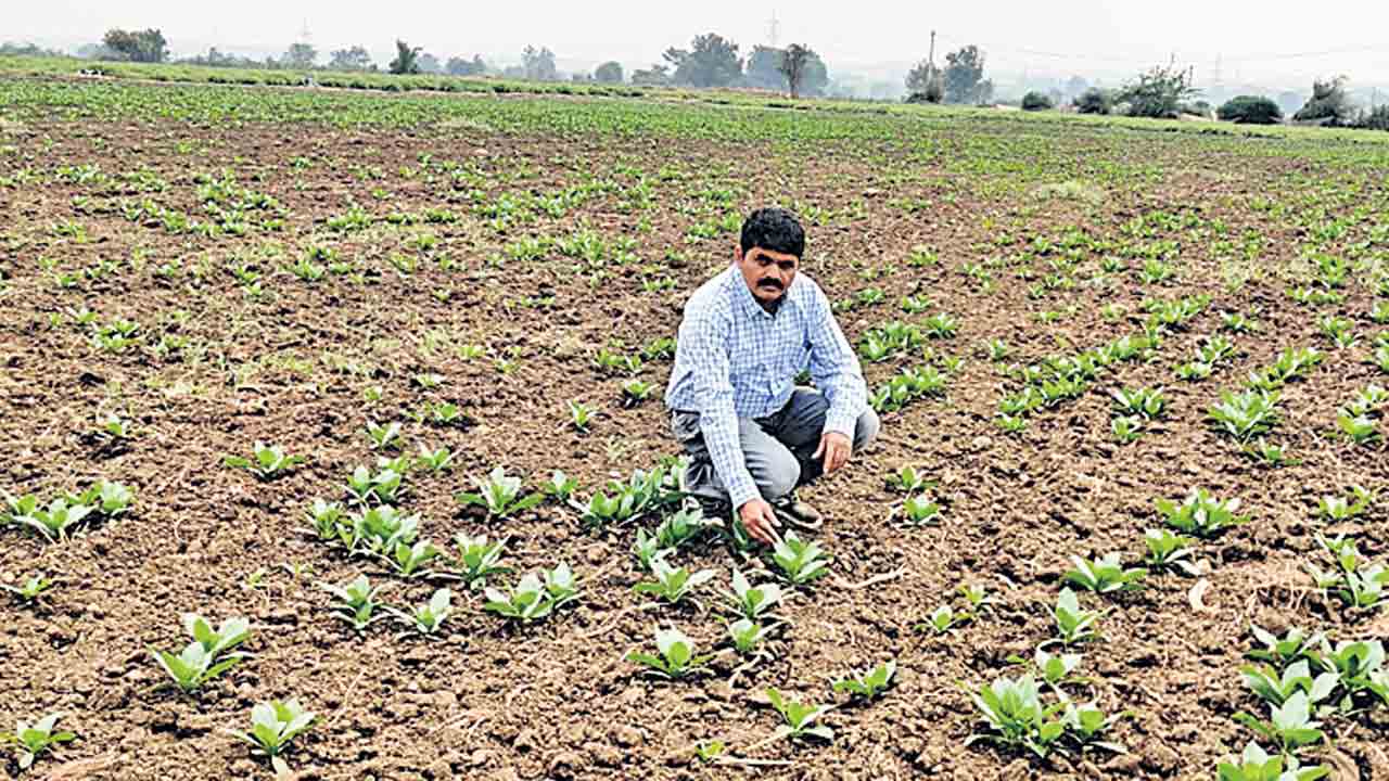 పెట్టుబడి తక్కువ.. లాభాలు అధికం