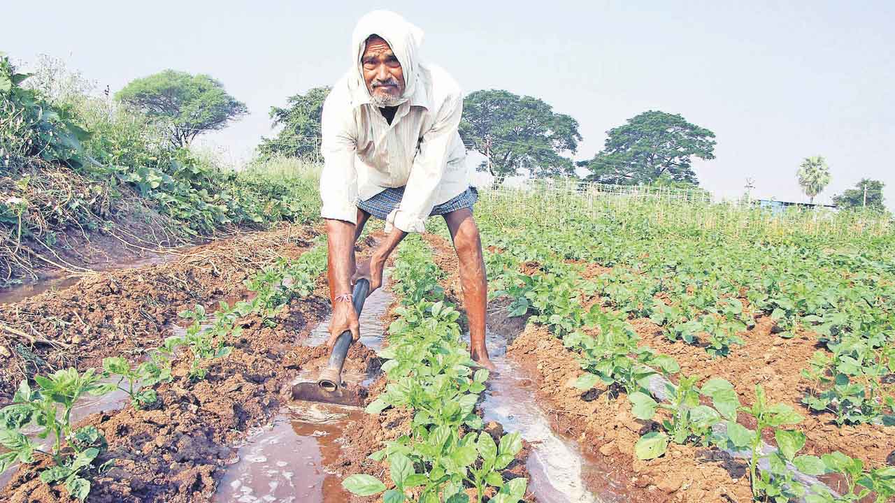 రెండెకరాలు.. తీరొక్క రకాలు