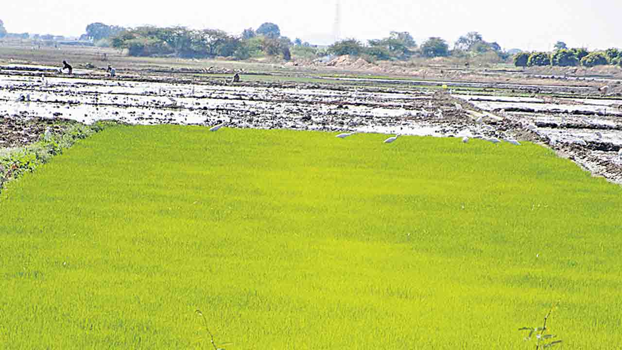 వరిసాగులో.. జాగ్రత్తలు