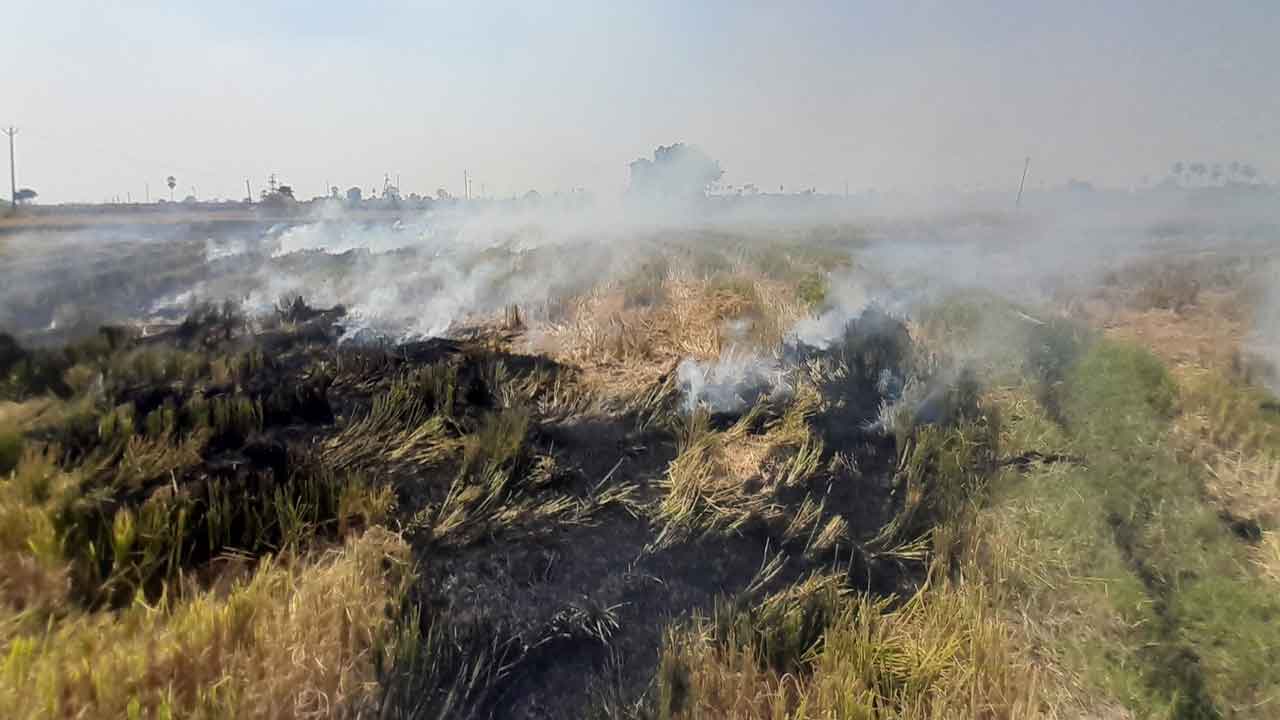 కాల్చితే కాలుష్యం.. కలియదున్నితే భూసారం