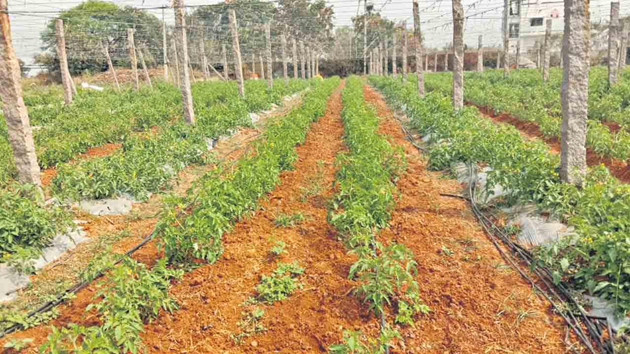 పందిరి సాగు.. దిగుబడి బాగు