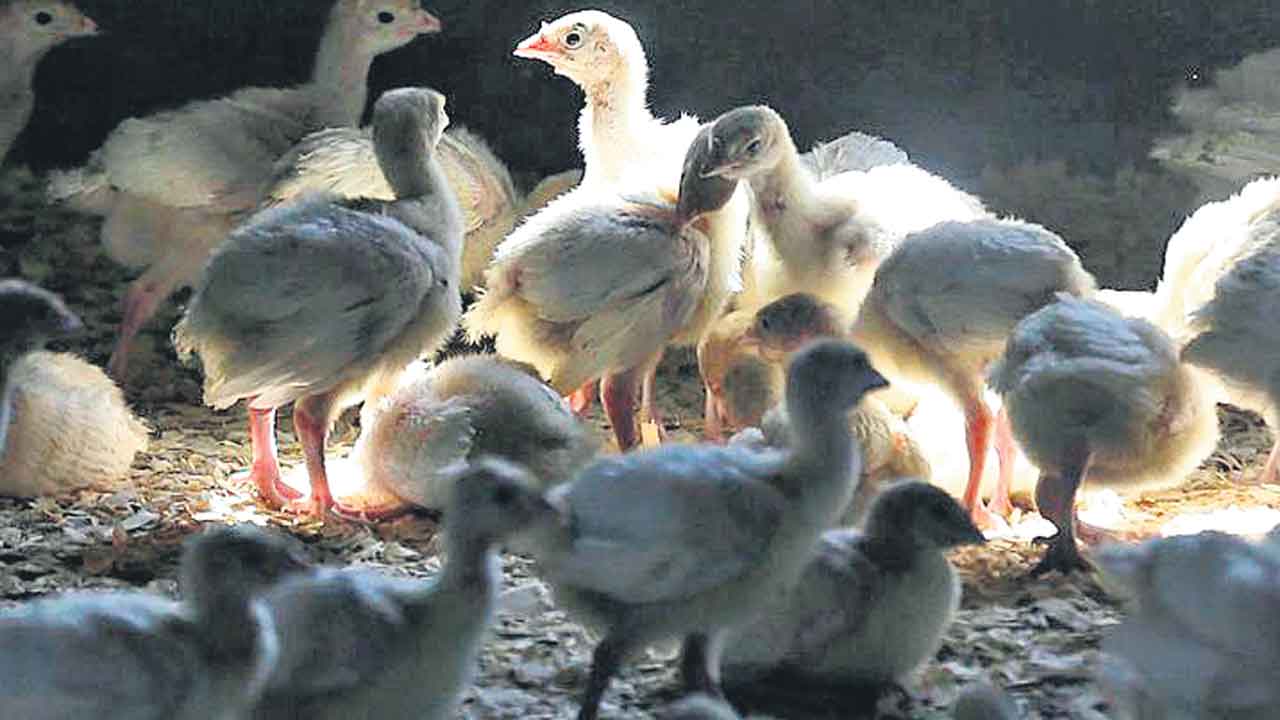 ఈయూలో తీవ్రస్థాయిలో బర్డ్‌ఫ్లూ వ్యాప్తి