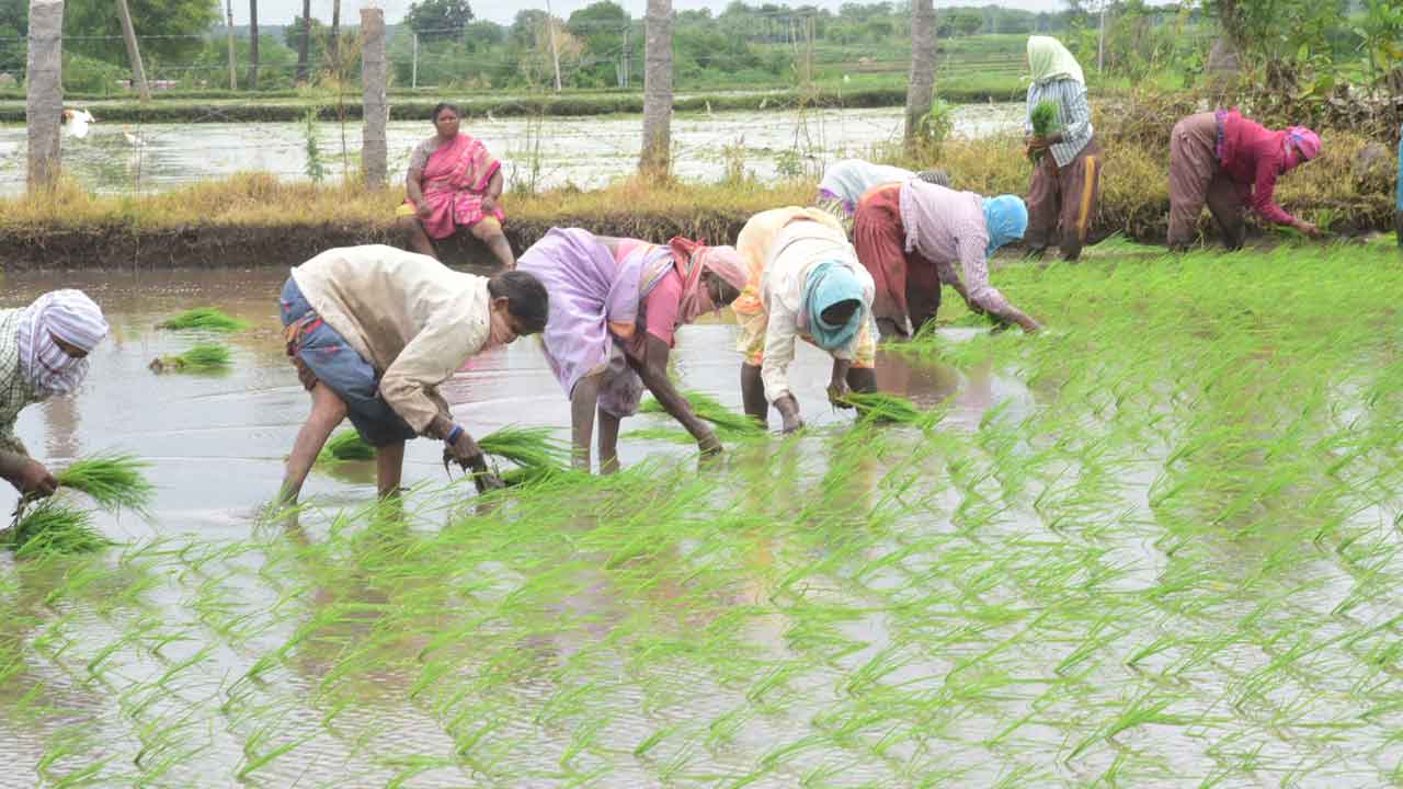 యాసంగి 34666 వేల ఎకరాలు