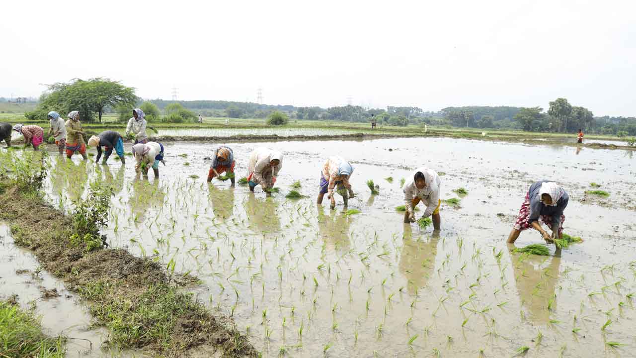 పదోసారి పంట పెట్టుబడి!