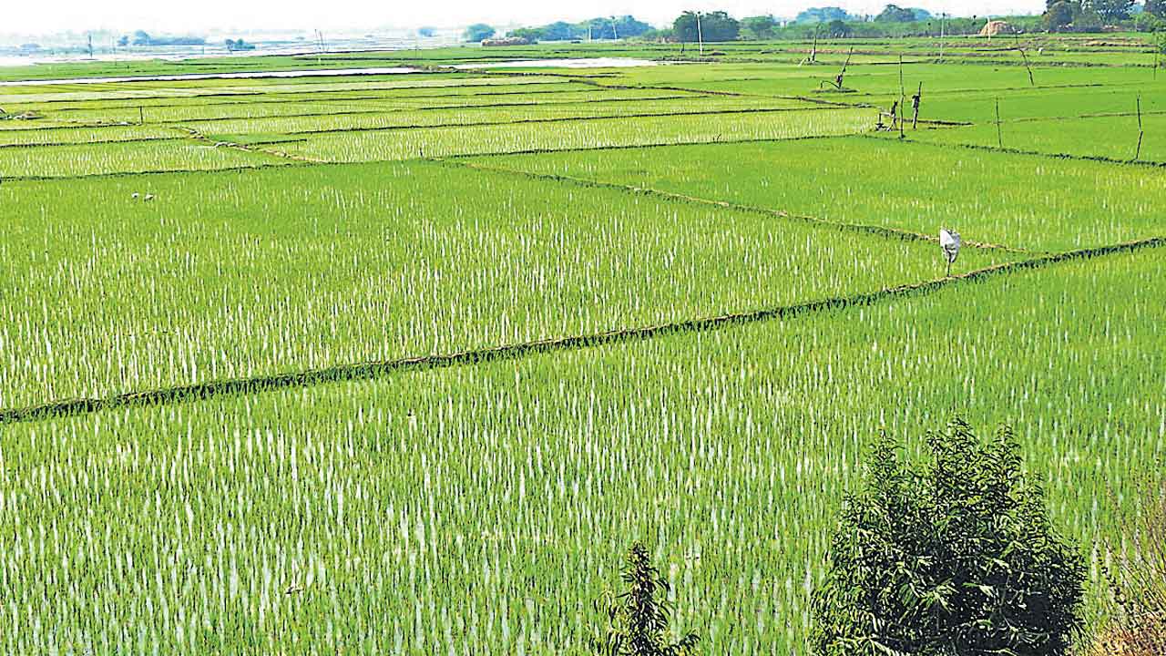 యాసంగి వరిదే జోరు.. గత ఏడాదితో పోల్చితే 5 రెట్లు అధికం